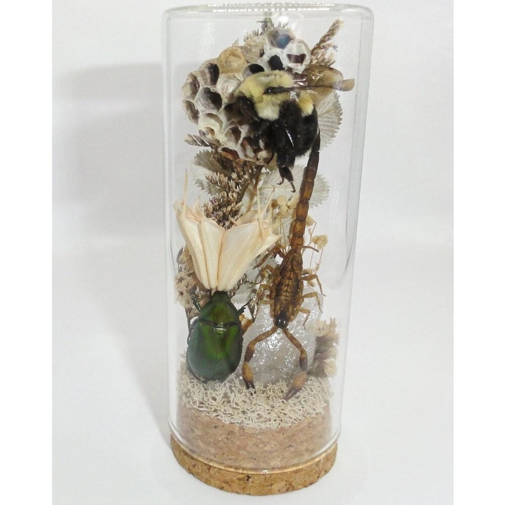 Scorpion Green Chafer Beetle Wasp Nest Bee & Crystal Oddity Jar taxidermy